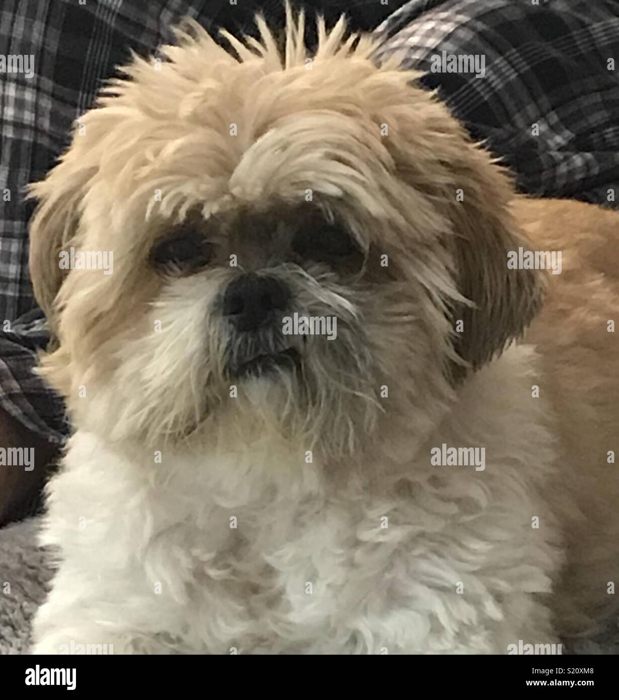 Grumpy shih tzu 2025