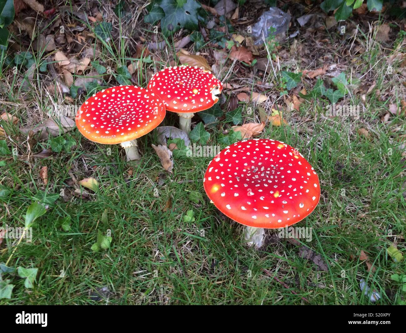 Amanita Muscaria mushrooms. common name Fly Agaric. Stock Photo