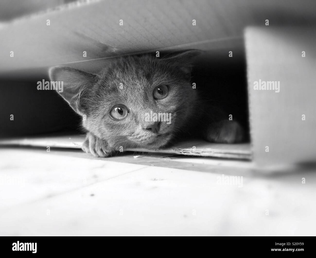 Cat hiding in a box Stock Photo Alamy