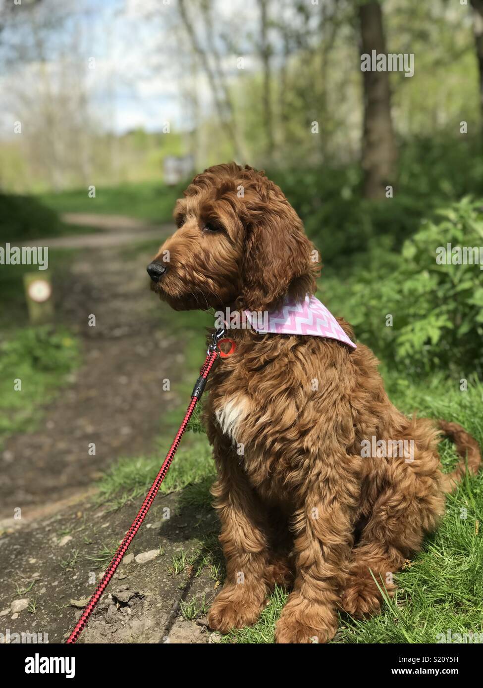 Poodle english setter best sale mix