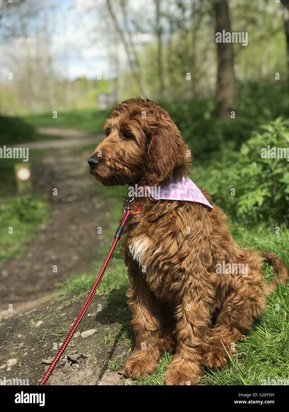 Irishdoodle red setter poodle mix Stock Photo