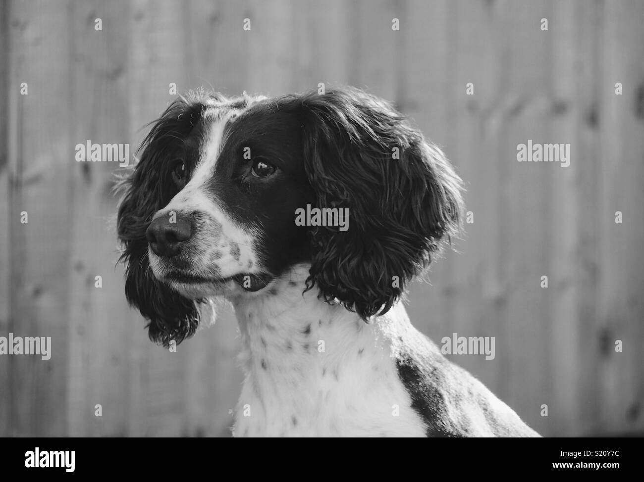 Welsh springer spaniel hires stock photography and images Alamy