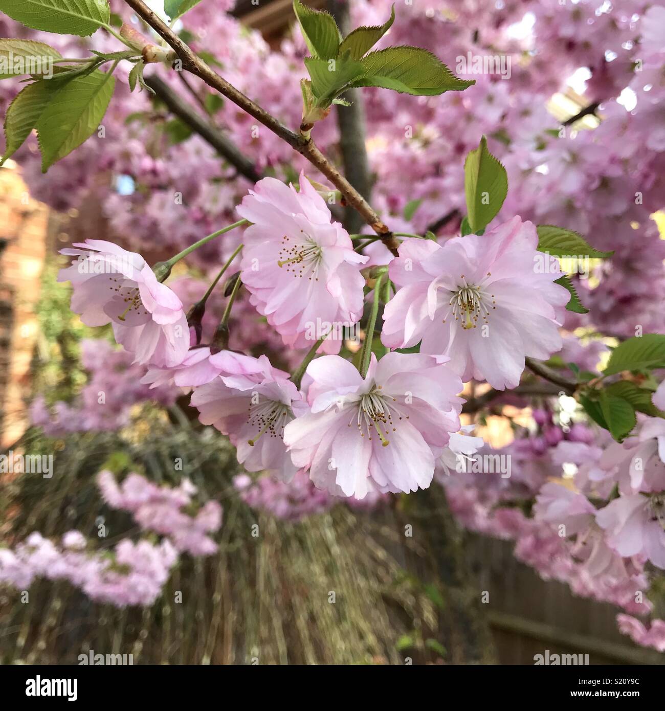 Cherry Blossom Tree from Garden Stock Photo Alamy