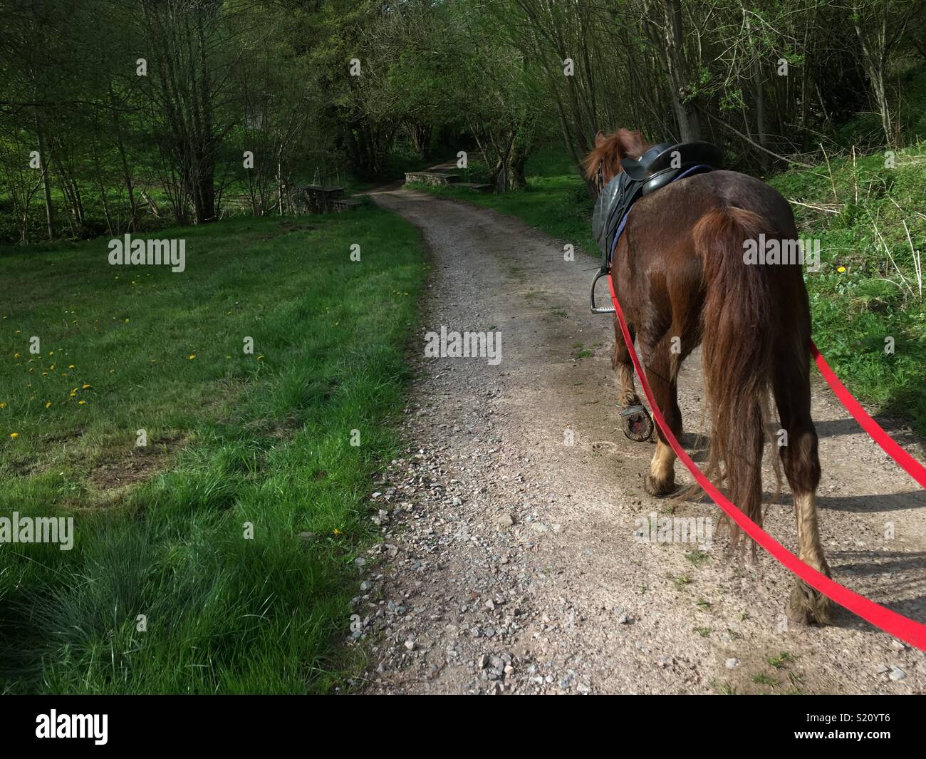 Long reining horse hires stock photography and images Alamy