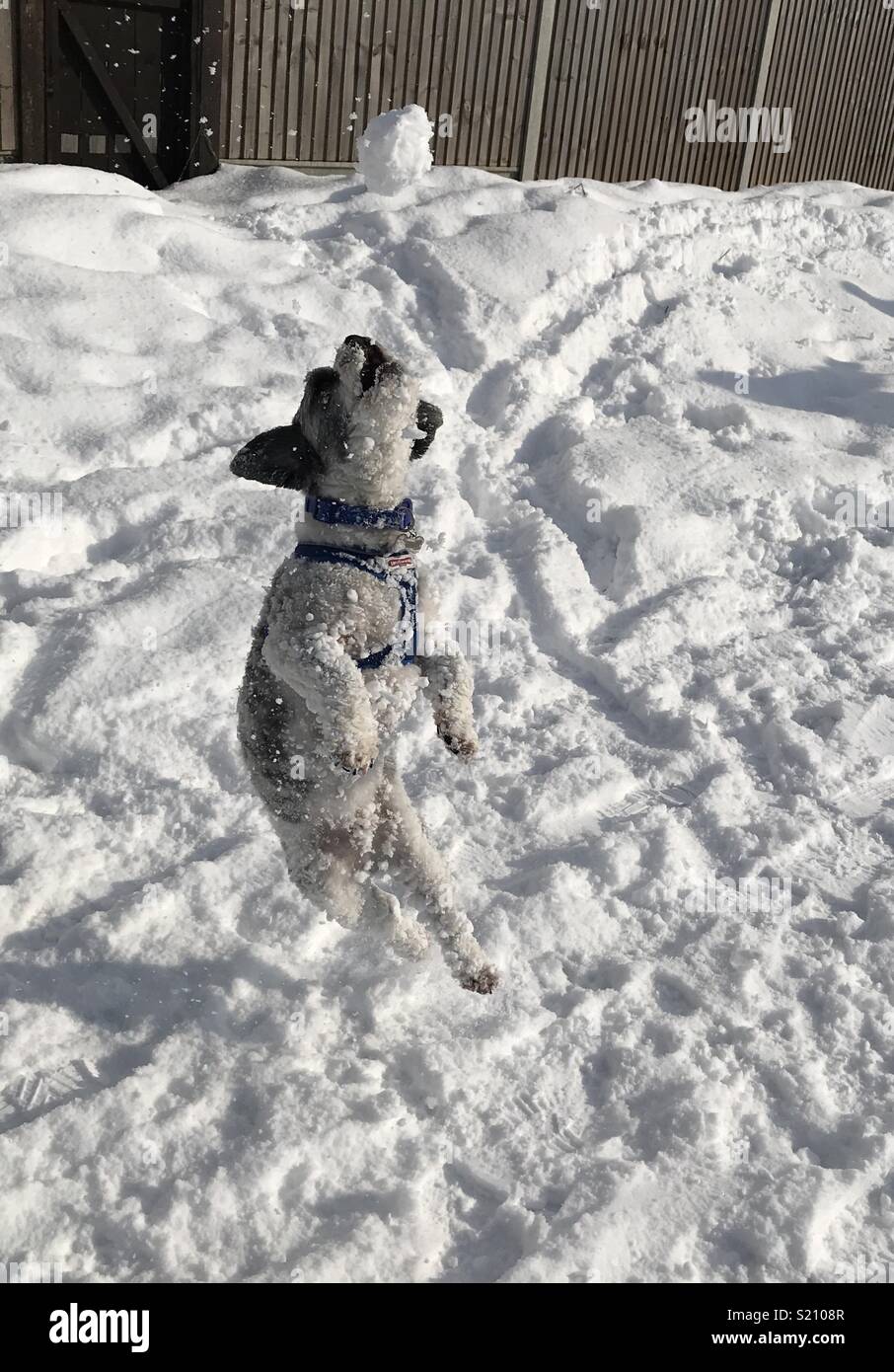 Dog catching snowball Stock Photo Alamy