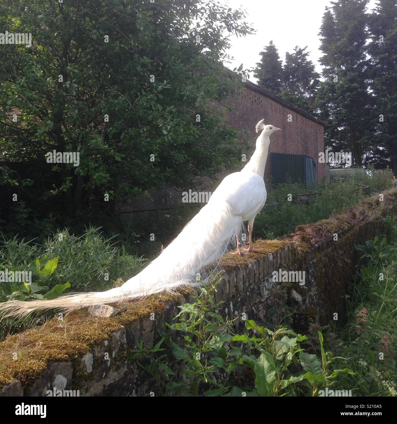 Rare white peacock in English countryside Stock Photo