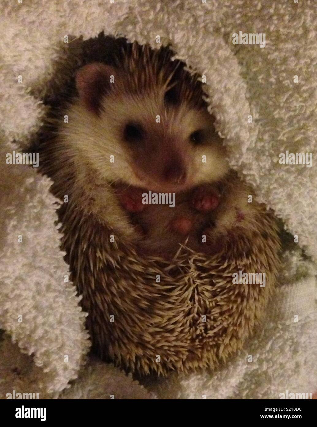 Knuckles the African Pygmy Hedgehog Stock Photo Alamy