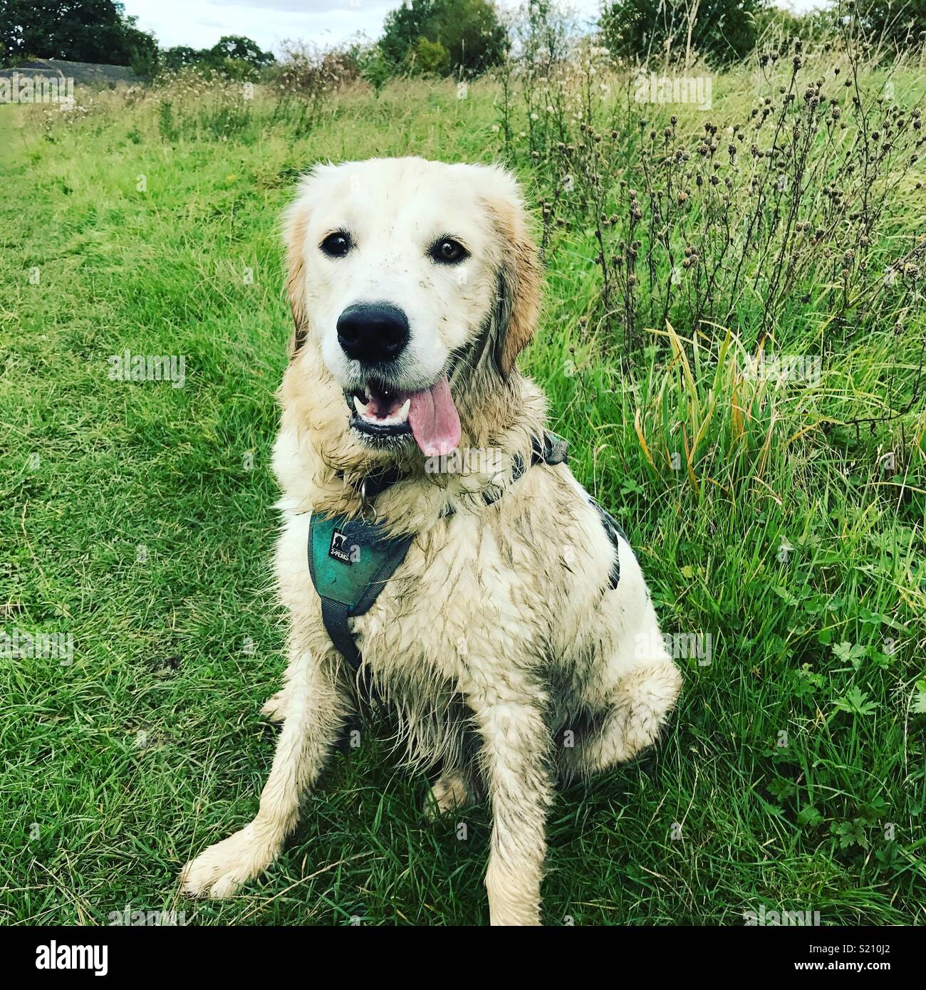 Happy muddy dog hires stock photography and images Alamy