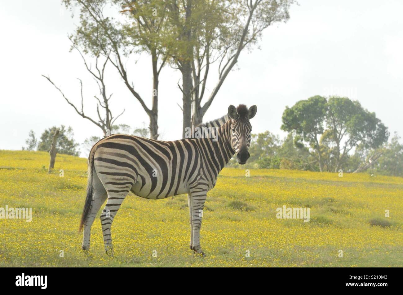 Safari. Lalibela Game Reserve. South Africa Stock Photo Alamy