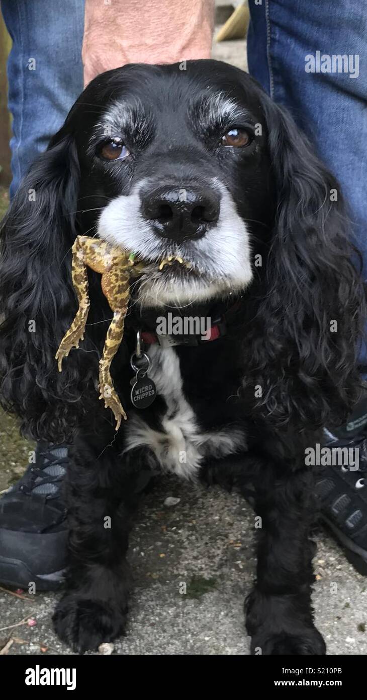 Dog catches frog hires stock photography and images Alamy