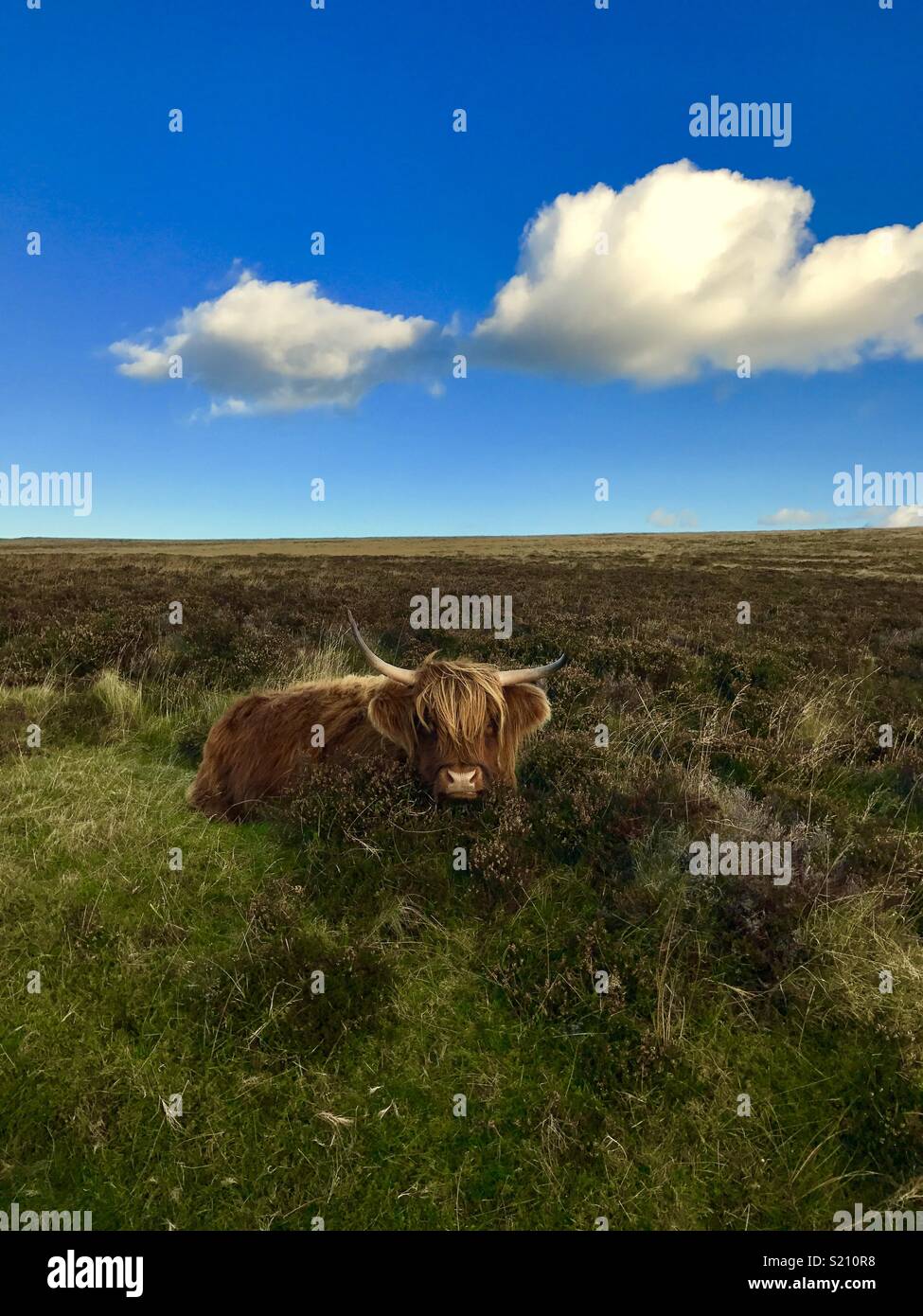 Beautiful highland cow Stock Photo Alamy