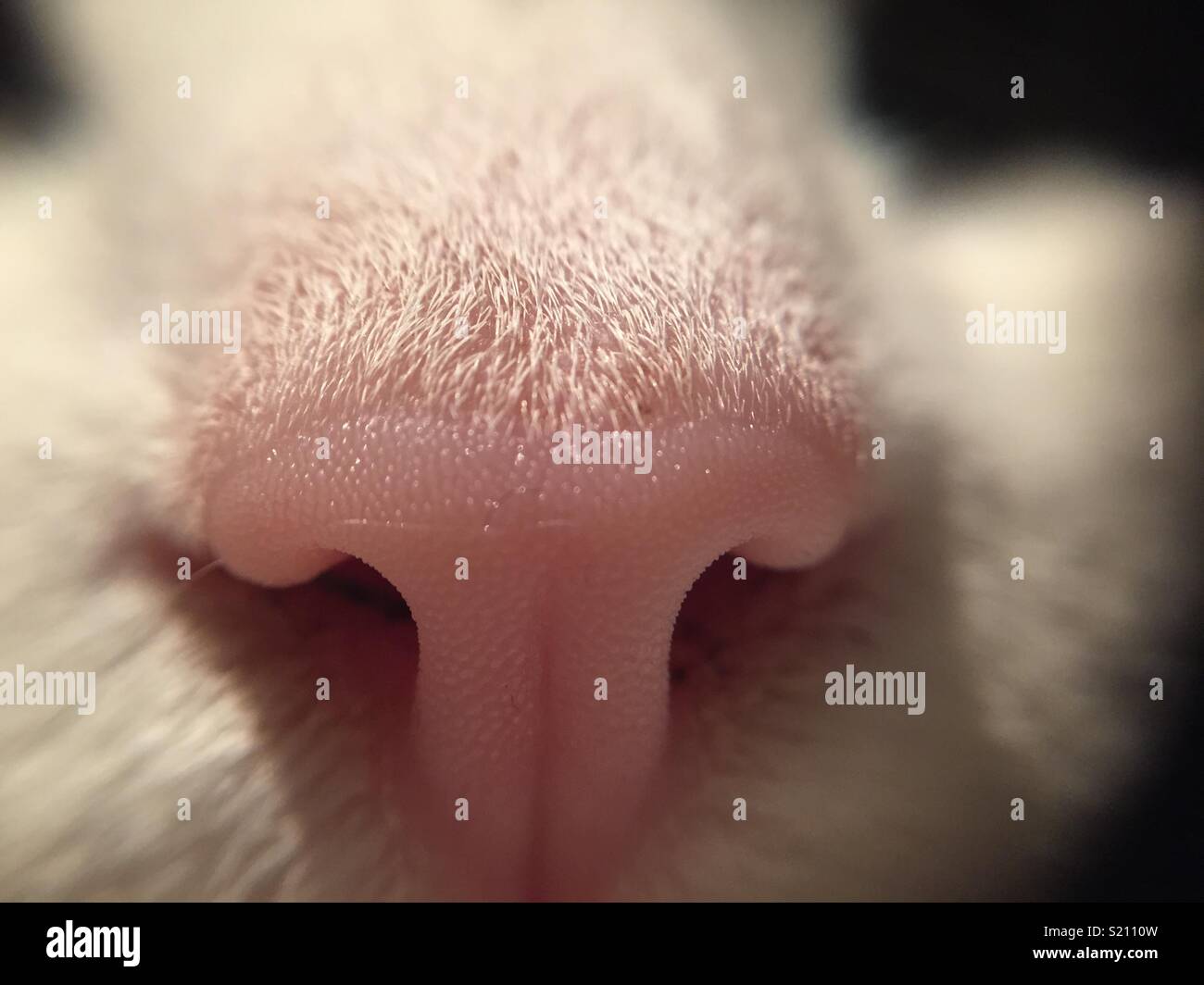 Close up tuxedo cat nose Stock Photo Alamy