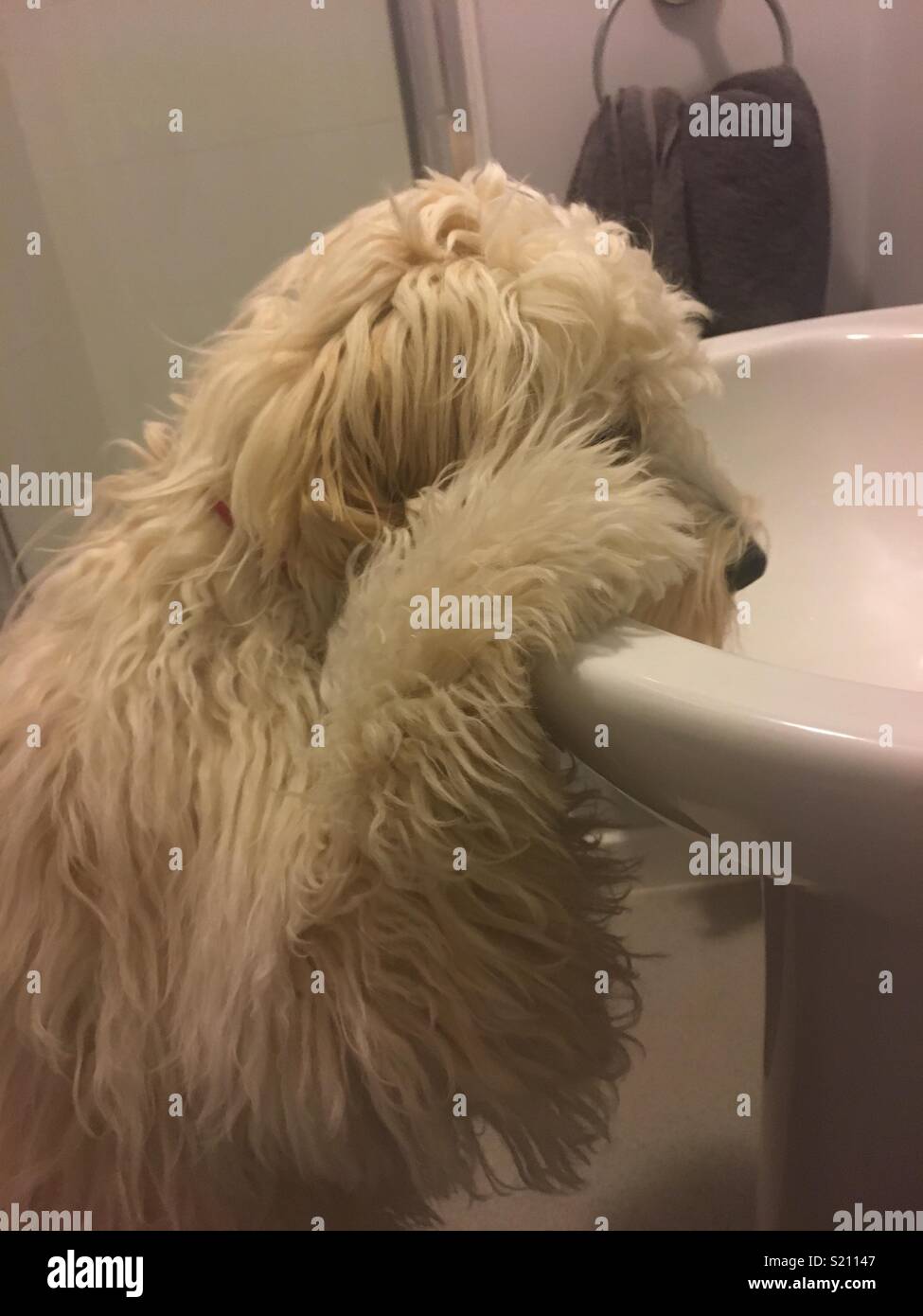 Curious Cockapoo watching the water flowing Stock Photo - Alamy