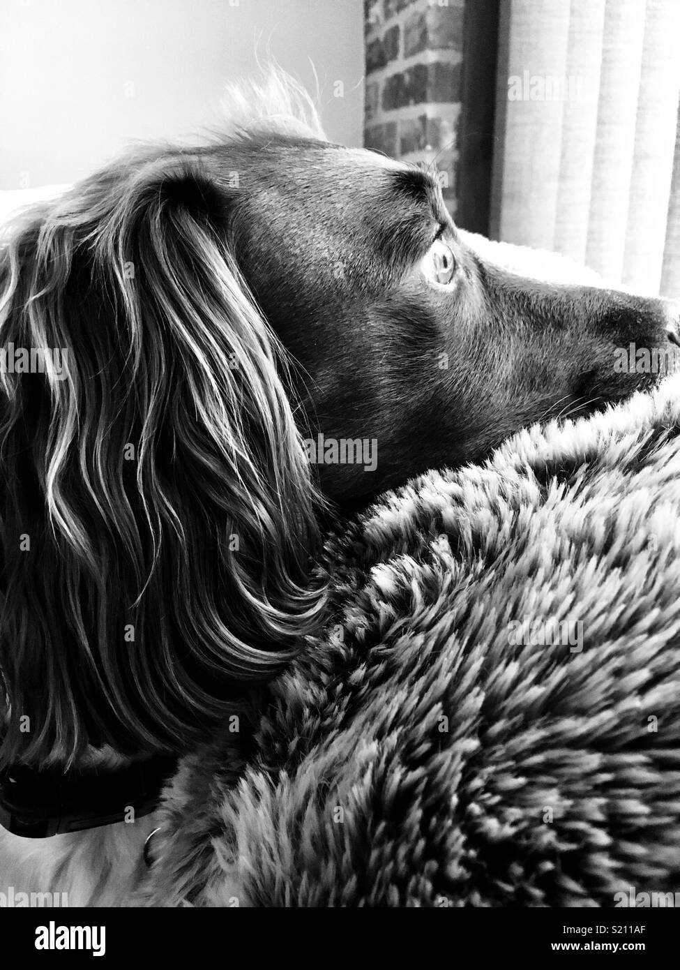 Springer gazing out of window Stock Photo