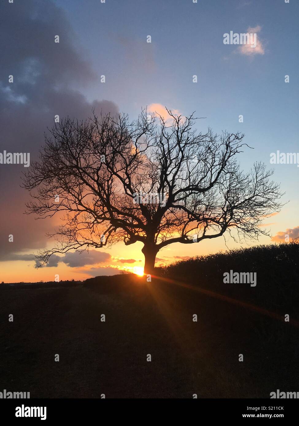Setting sun over a lonesome tree in the middle of a field Stock Photo