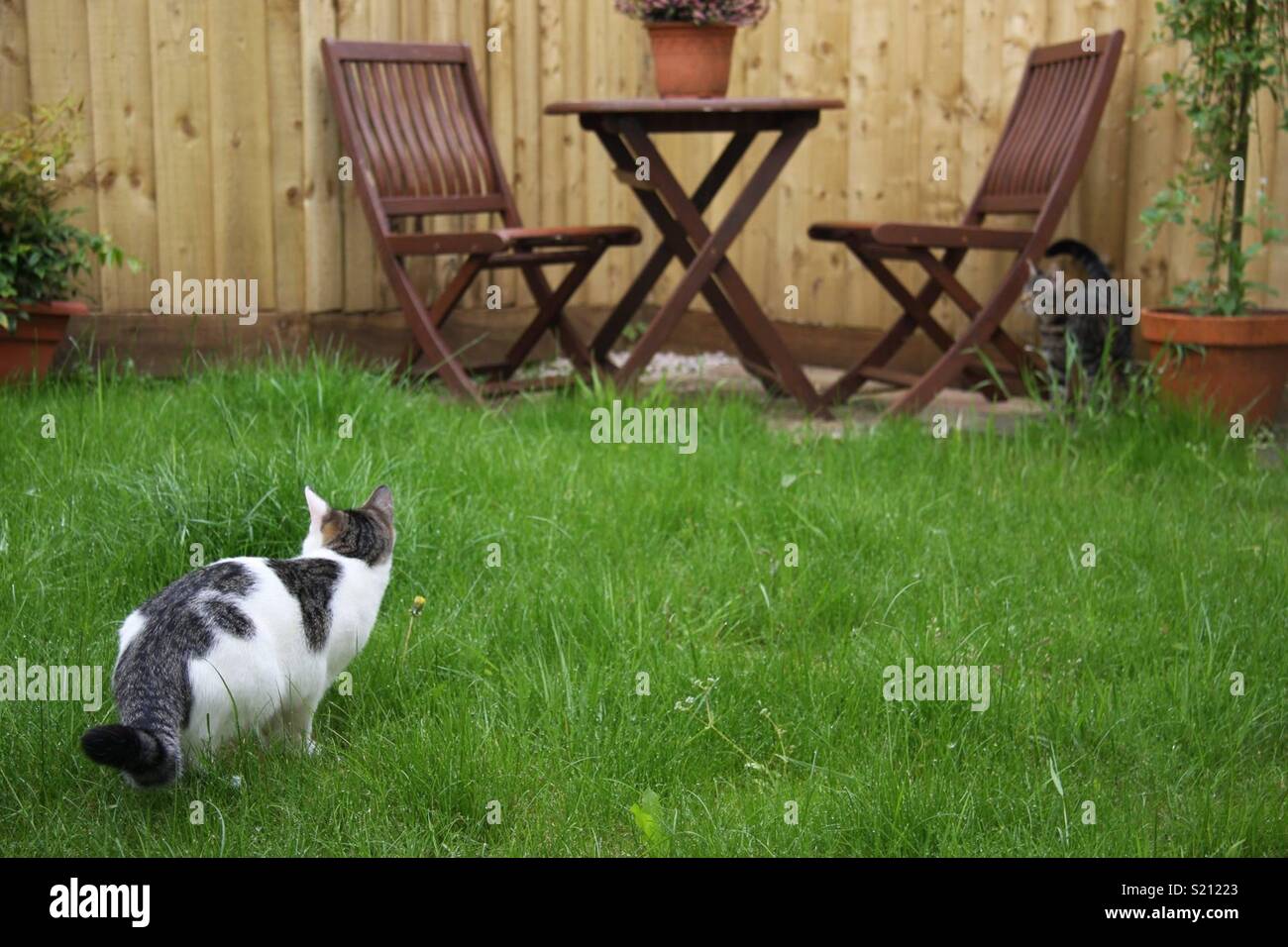 Kittens play together outside for the first time Stock Photo Alamy