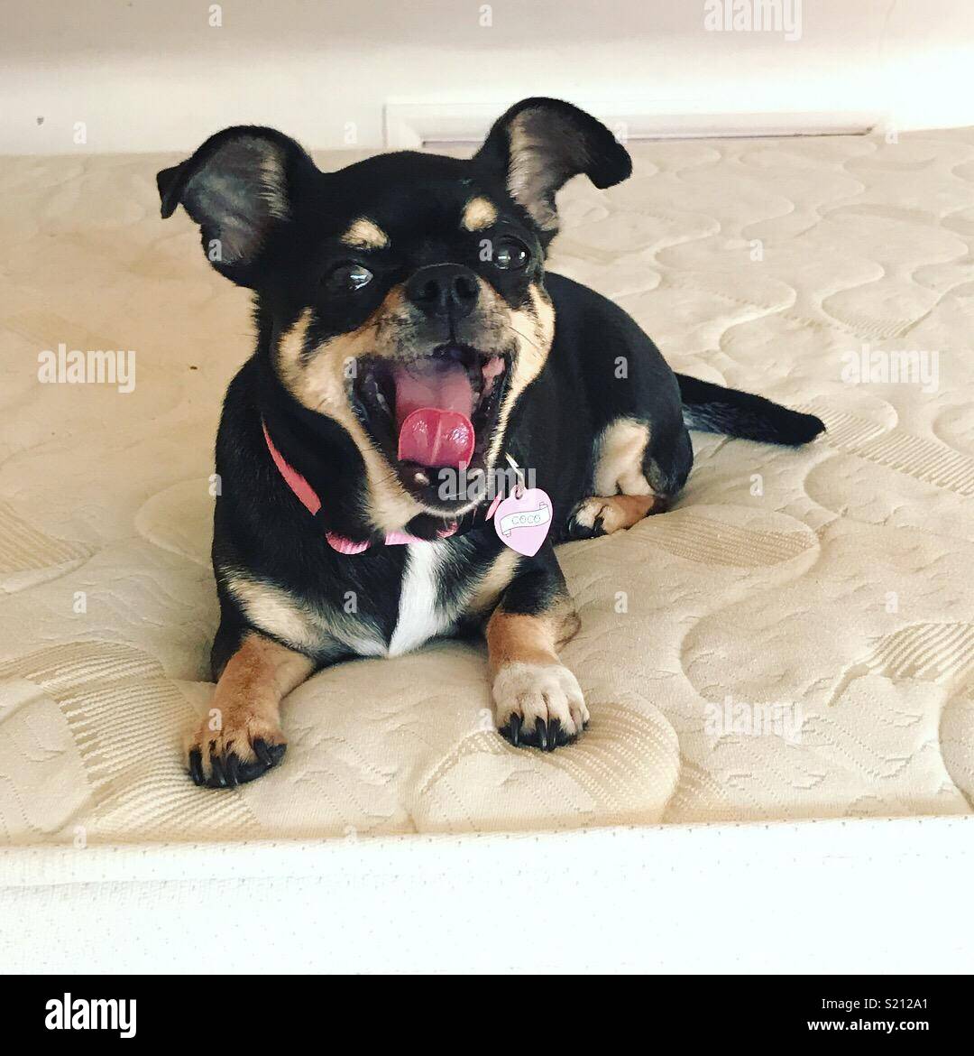 Coco, the chihuahua being cheeky Stock Photo