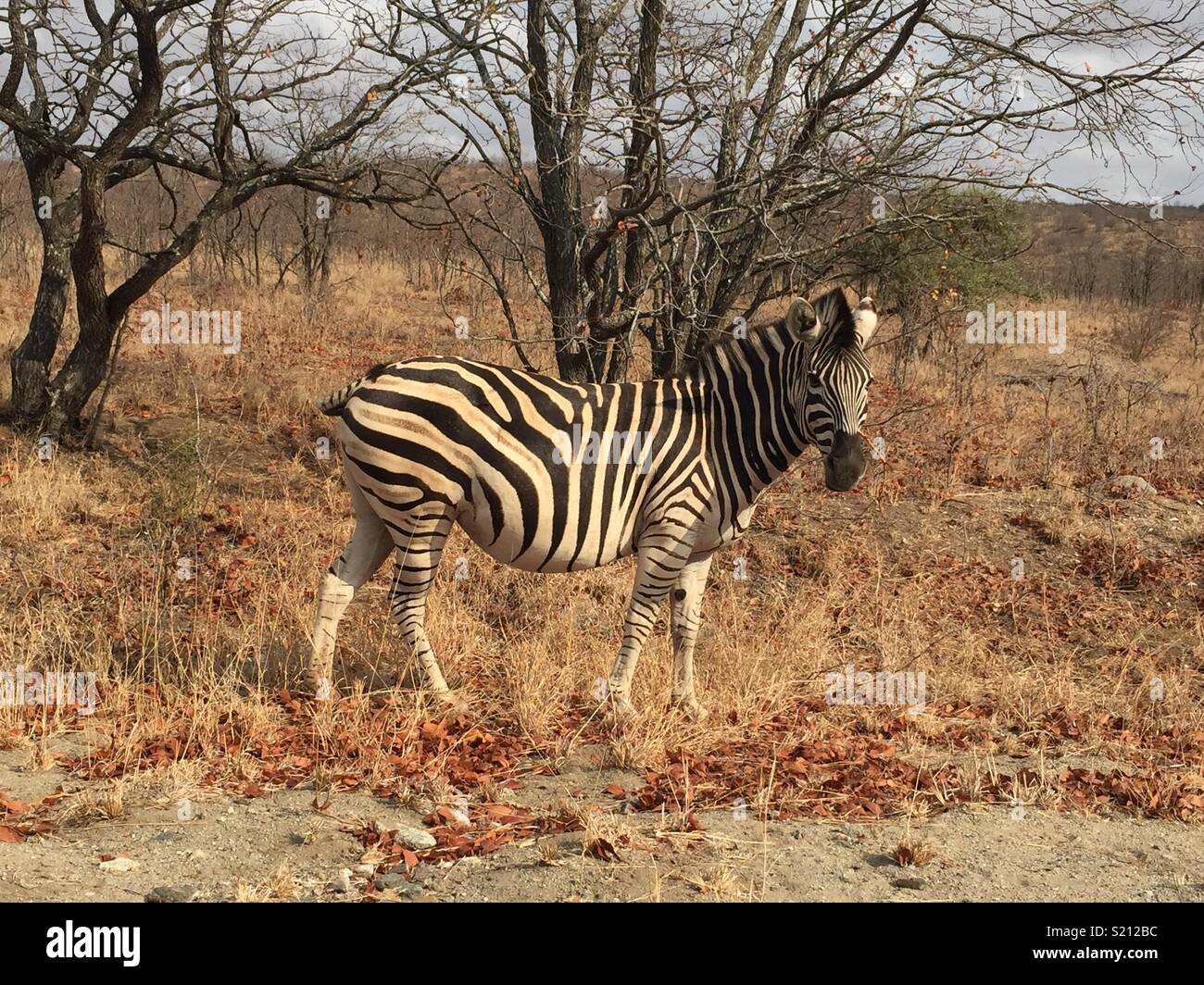Zebra - South Africa Stock Photo