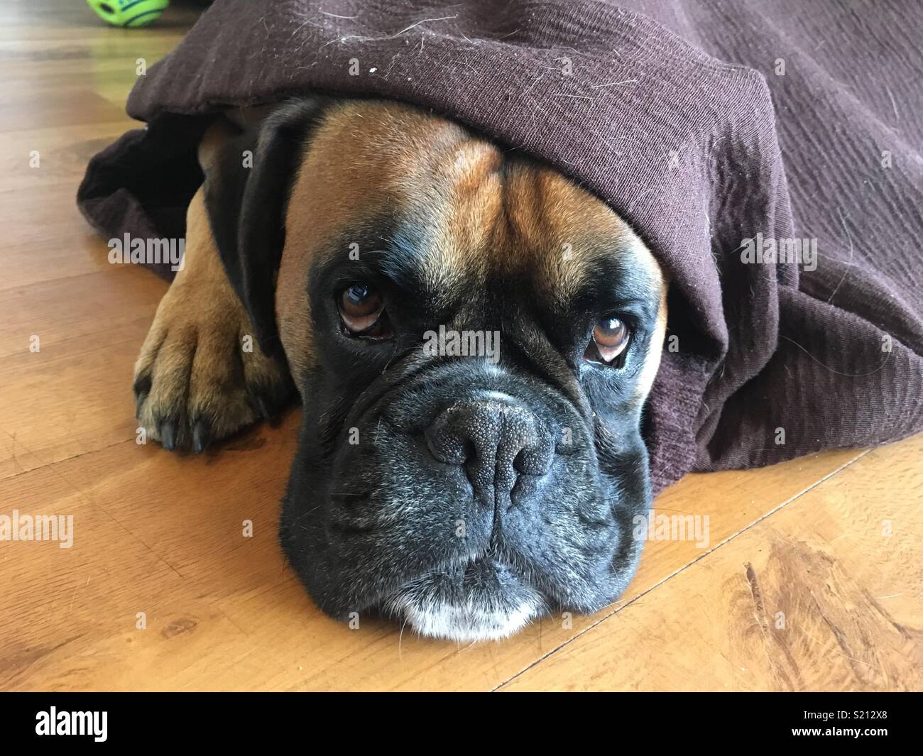 lazy boxer dog