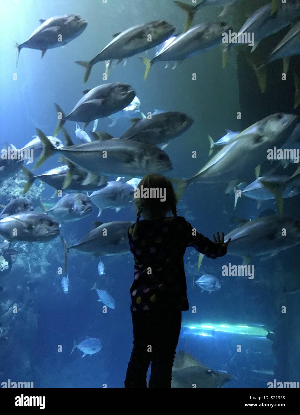 Young child looking into a large aquarium Stock Photo Alamy