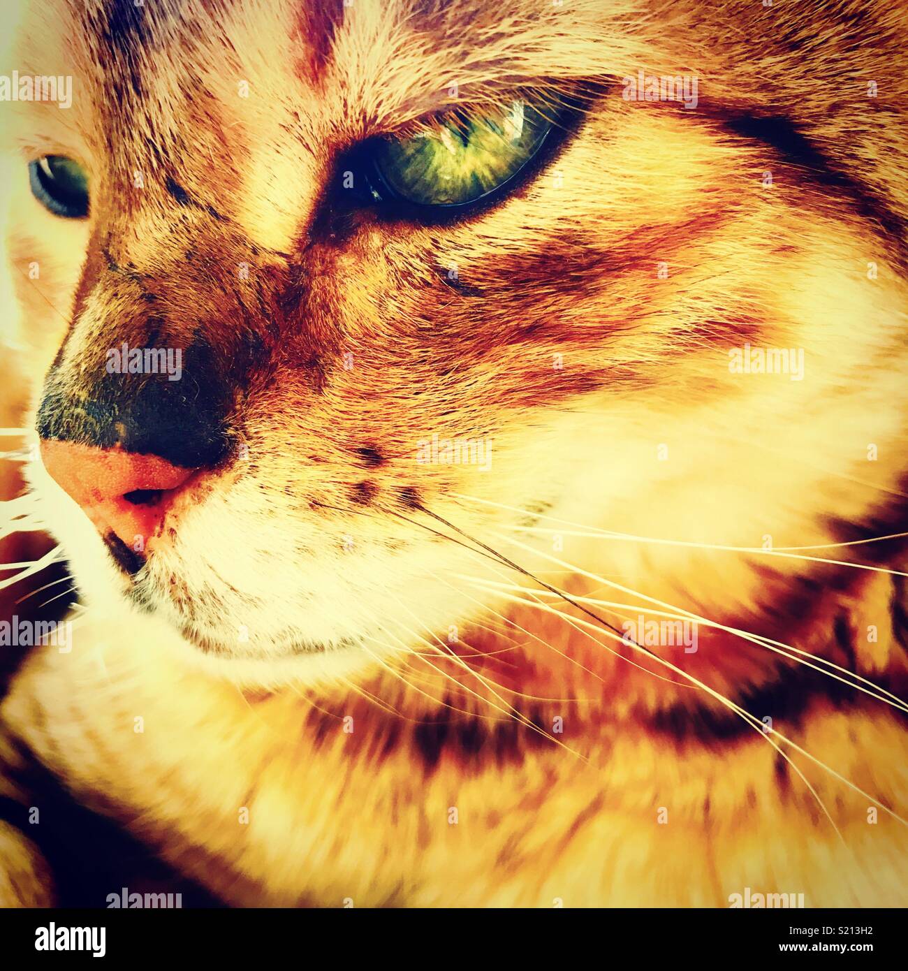 In deep thought Stock Photo Alamy