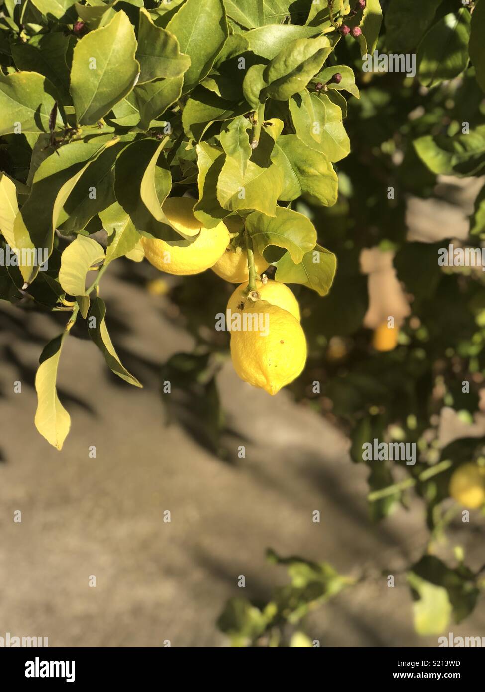 Ice and slice Stock Photo Alamy