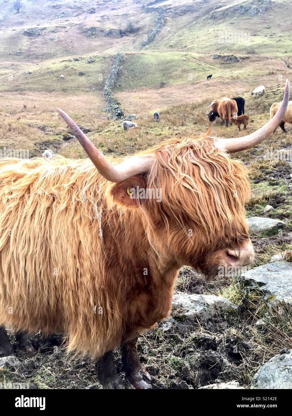 Highland cow Stock Photo - Alamy