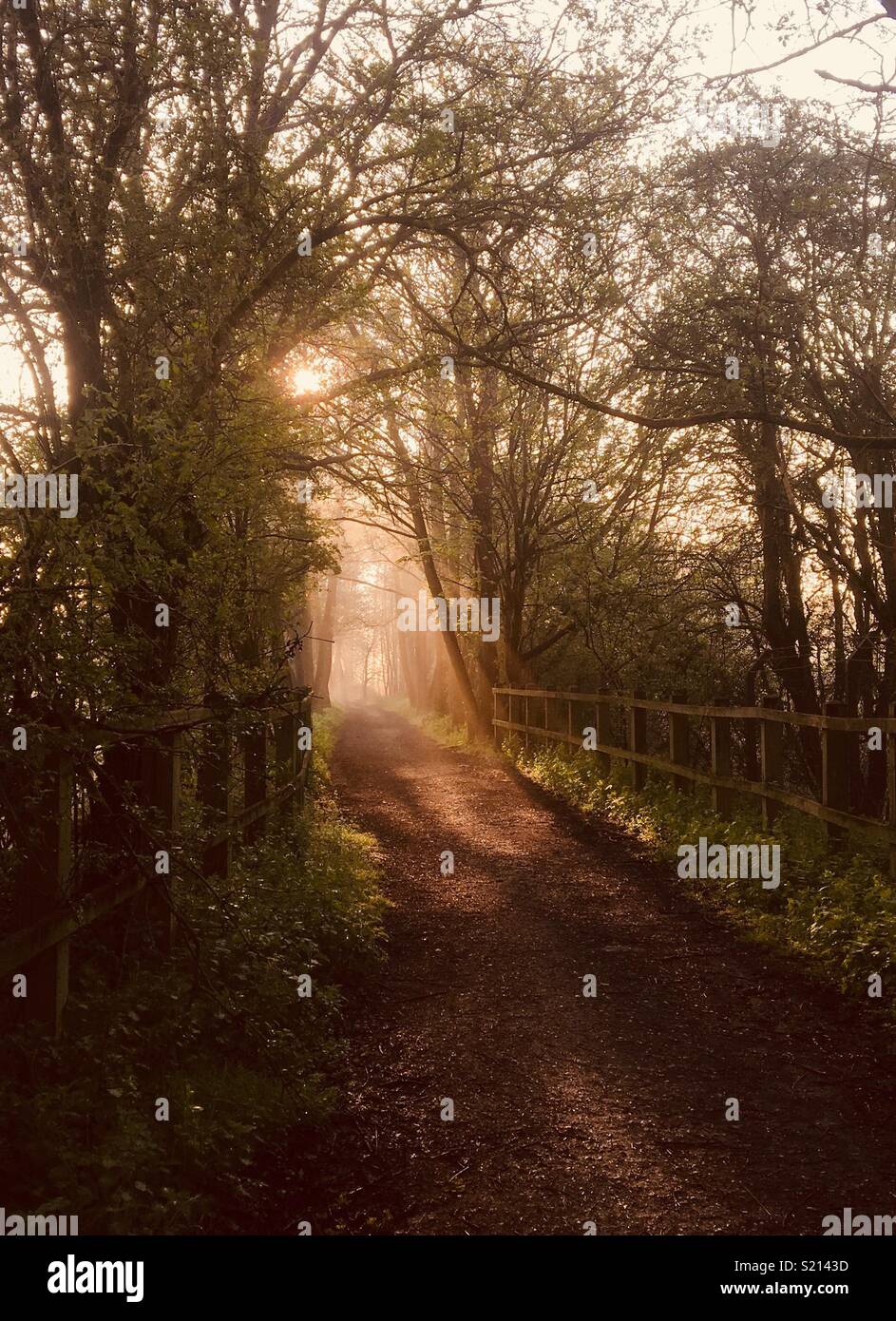 British woodland with mist hi-res stock photography and images - Alamy