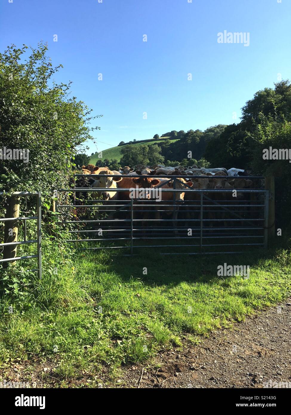 Devon cows saying hello Stock Photo