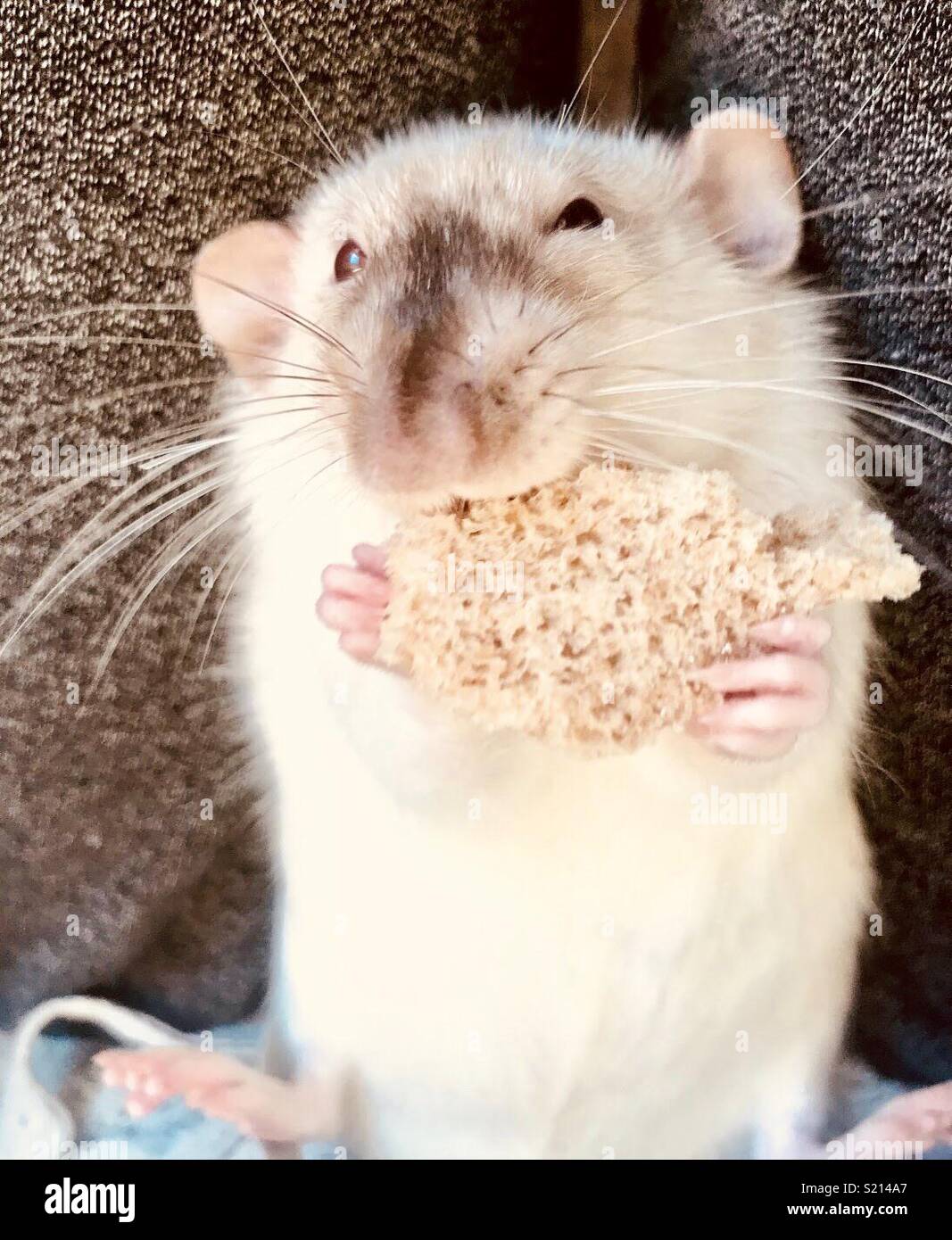 Pet rat eating sales