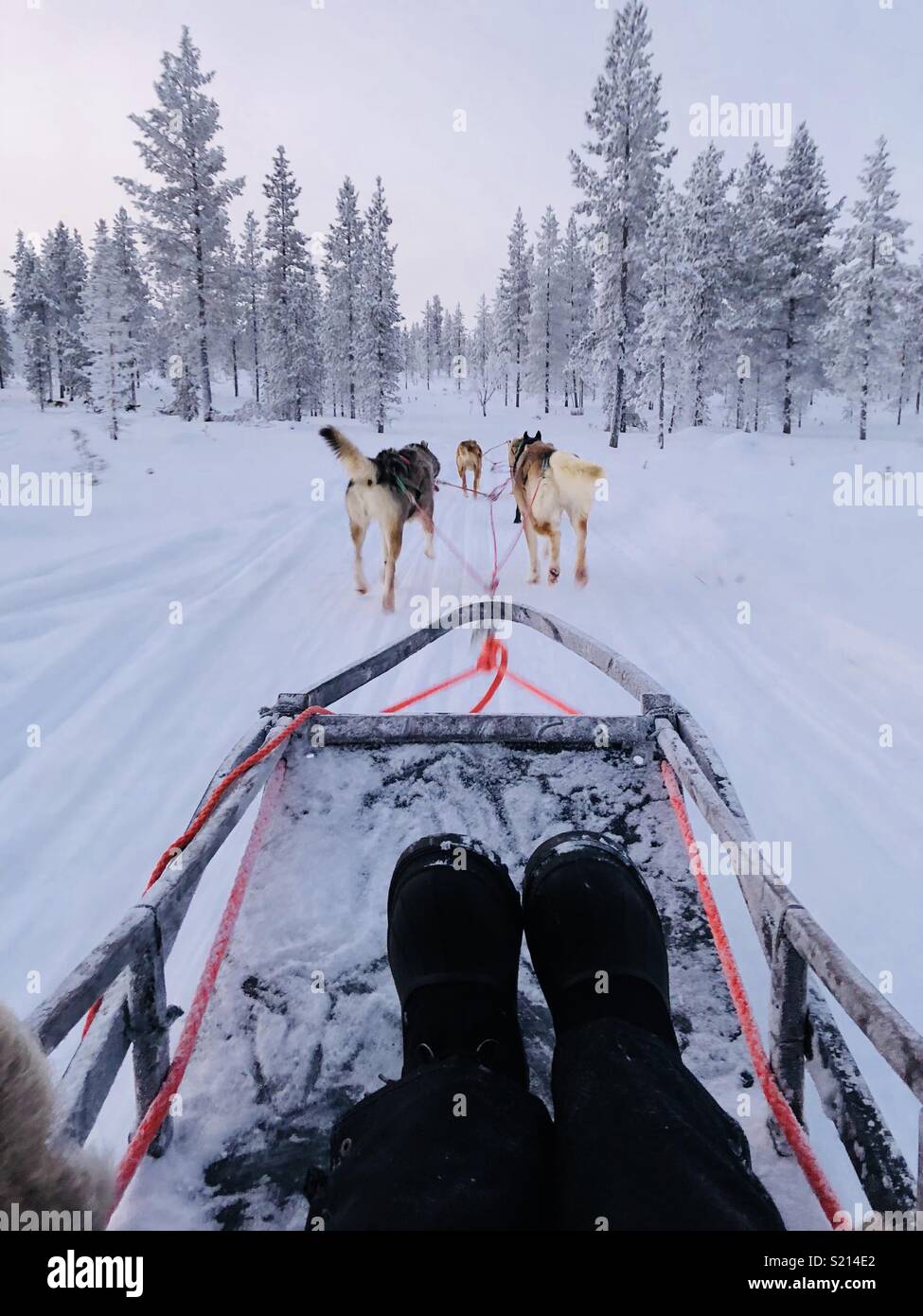 husky sled ride