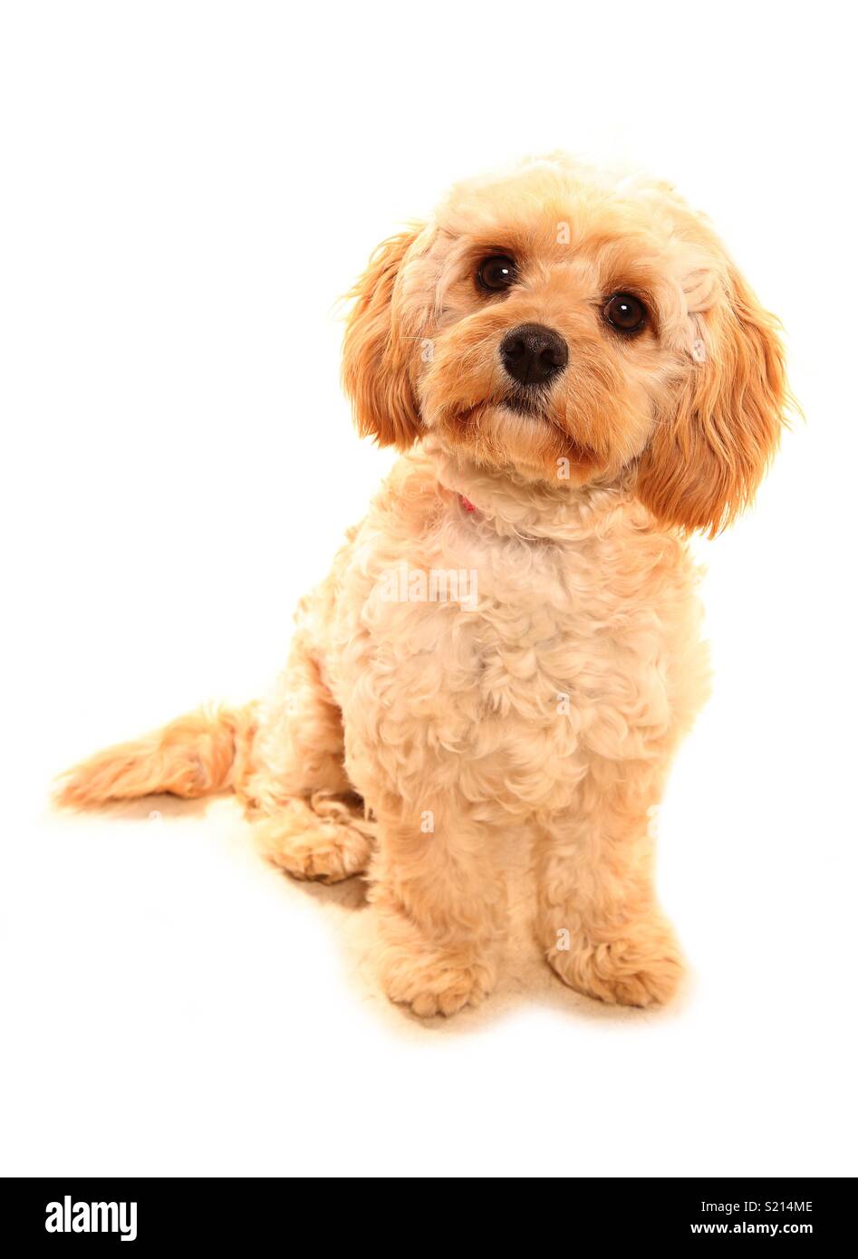 Cute cavapoo puppy hi-res stock photography and images - Alamy
