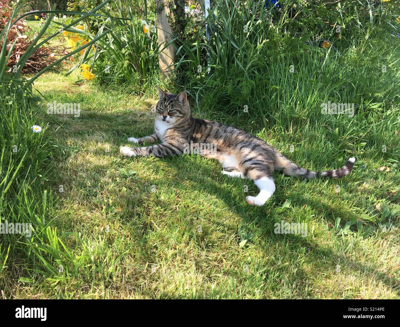 Cat in the garden Stock Photo - Alamy
