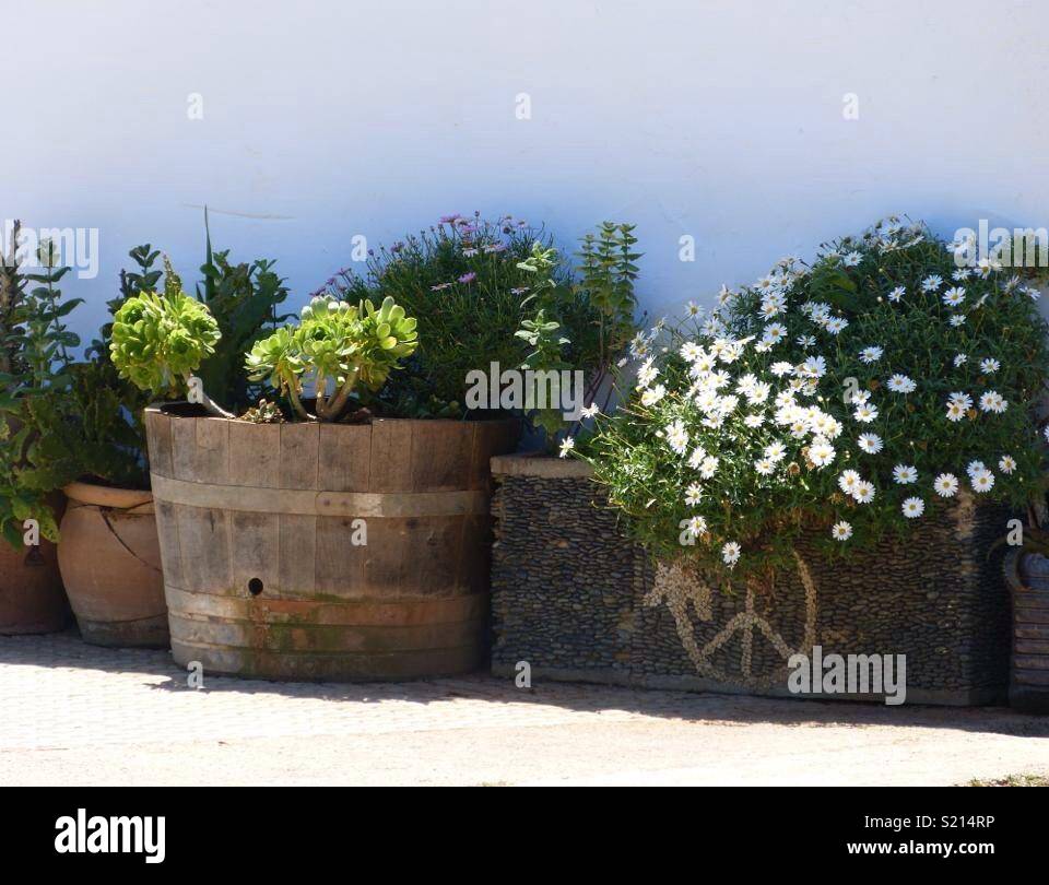 Planted containers at the hippy market Las Dalias - Smartphone Captured Stock Image