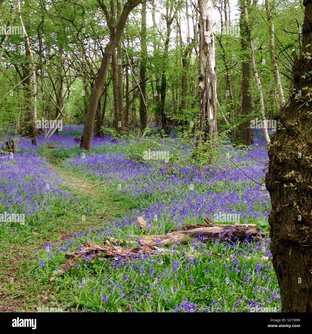 Bluebells - Smartphone Captured Stock Image