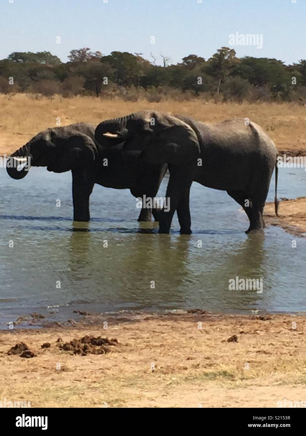 African elephants drinking water trunks up at the water hole Stock Photo