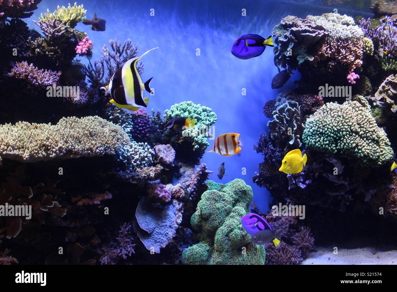 Monterey Bay Aquarium Stock Photo