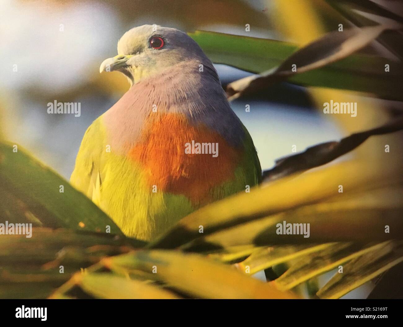 Colourful bird Stock Photo