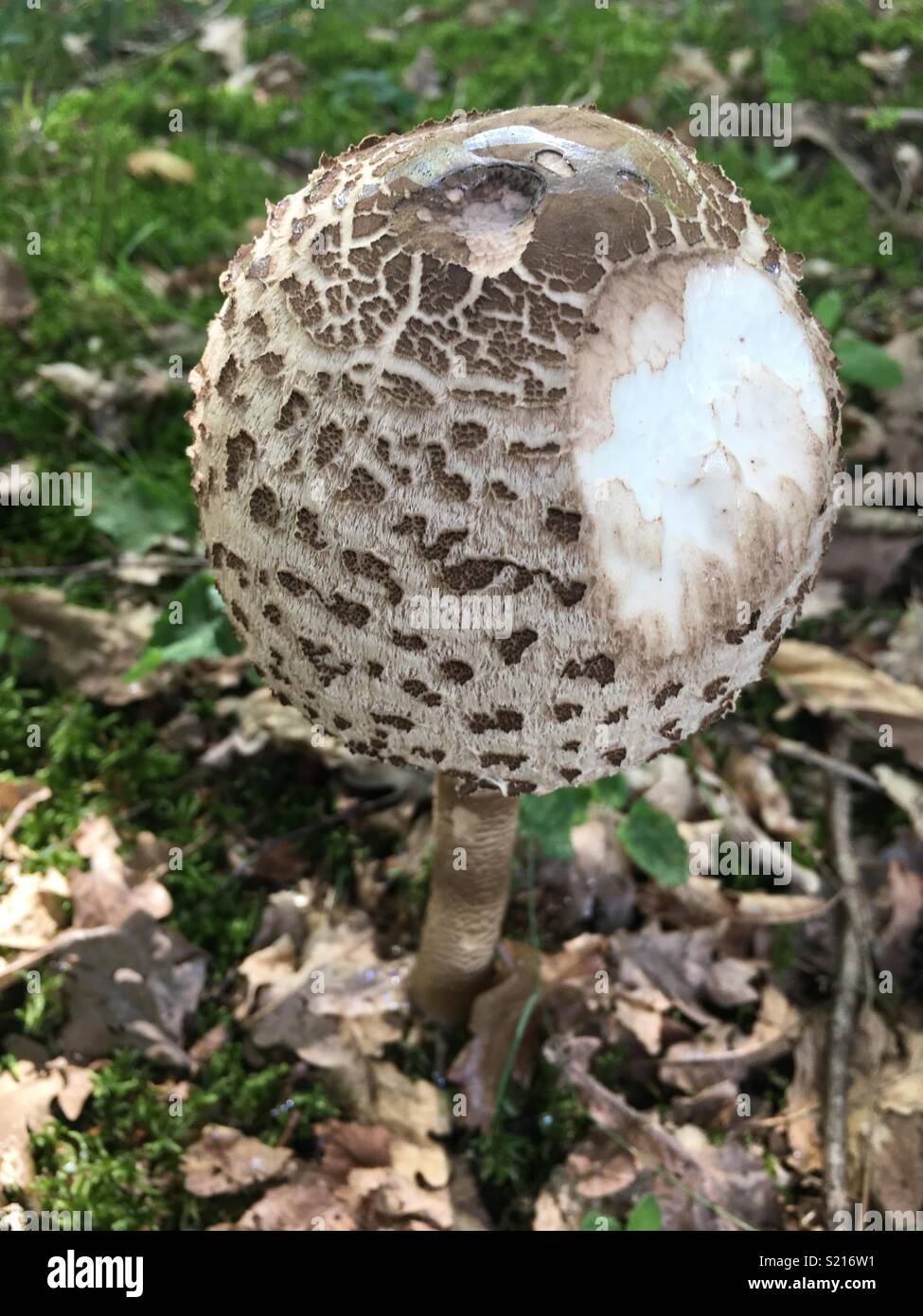 Puffball mushroom hi-res stock photography and images - Alamy