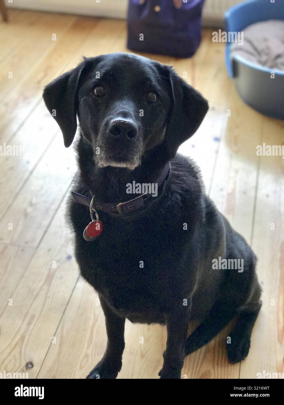 Labrador at home hi-res stock photography and images - Alamy