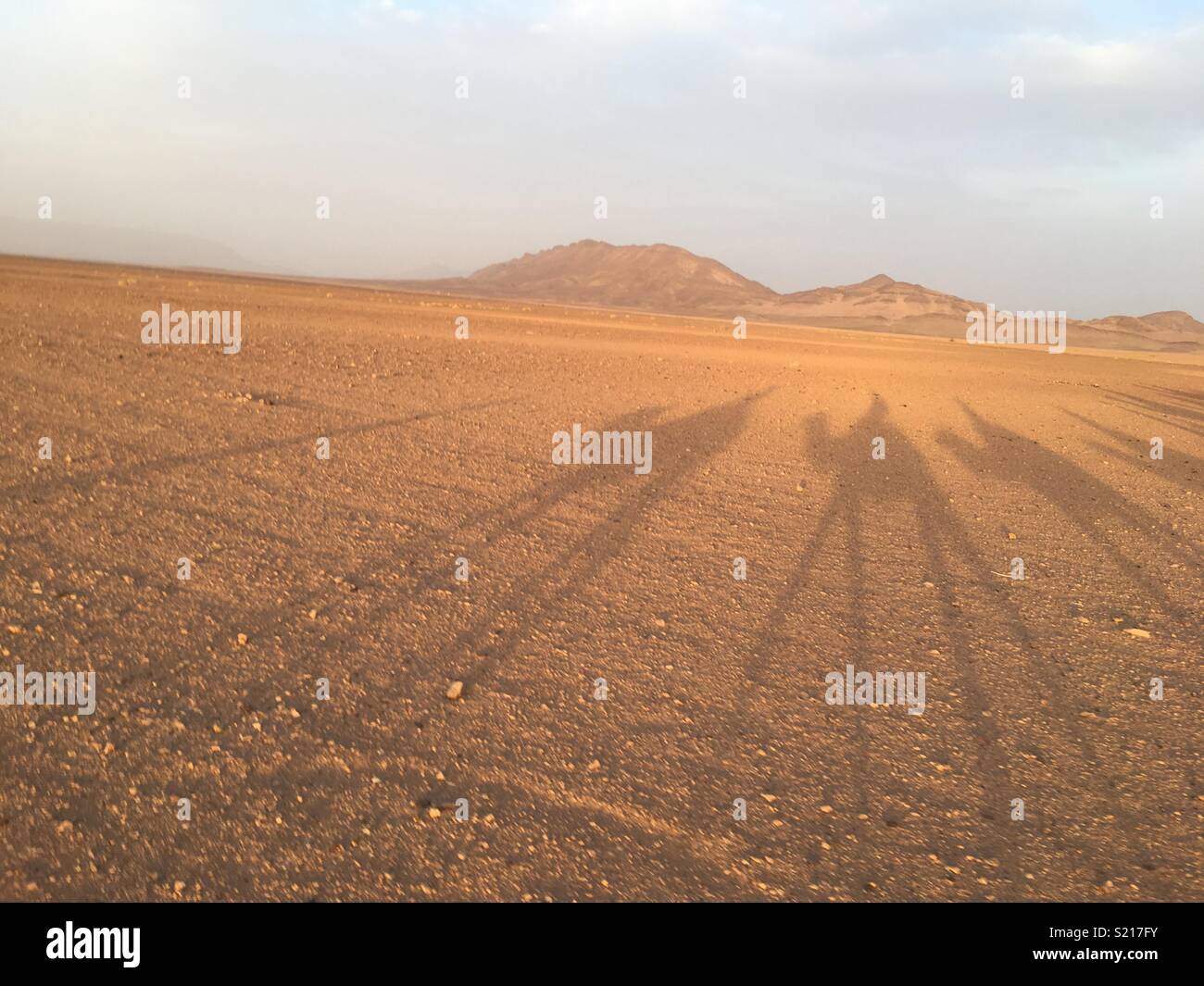 Camel shadows in the sunset of the Sahara Stock Photo