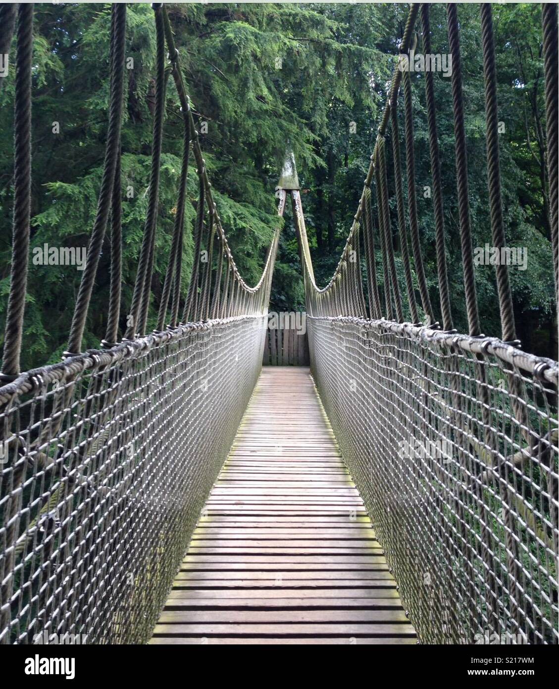 Rope bridge in the forest Stock Photo Alamy
