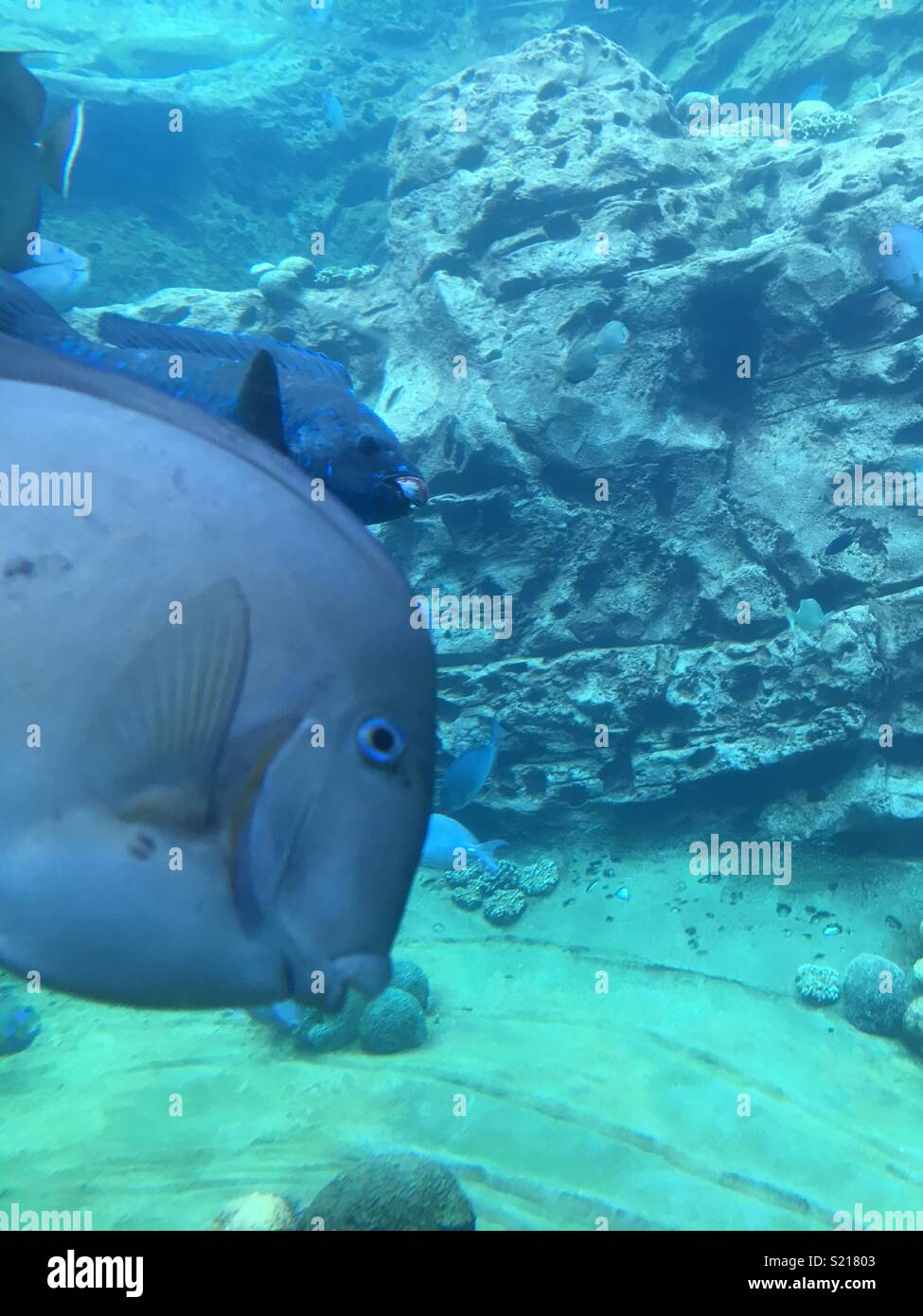 Underwater fish close up Stock Photo Alamy