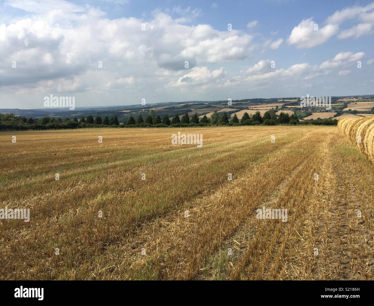 Cut corn field and bales Stock Photo