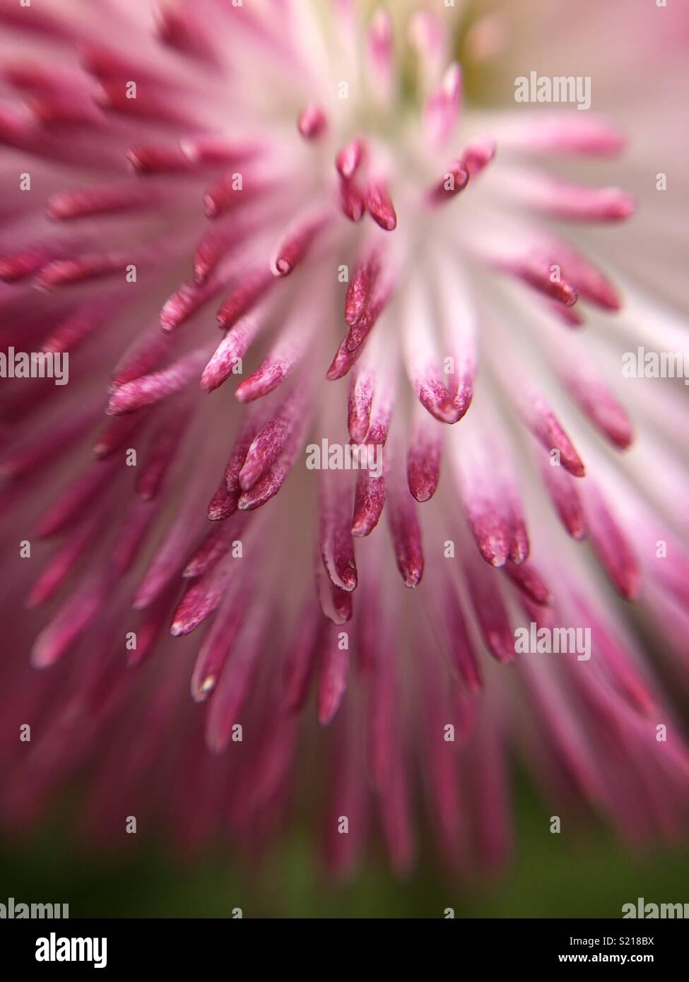 Close up of ‘Bellis perennis ‘Pomponette’’ (Bicolour Daisy) - pink & white flower Stock Photo