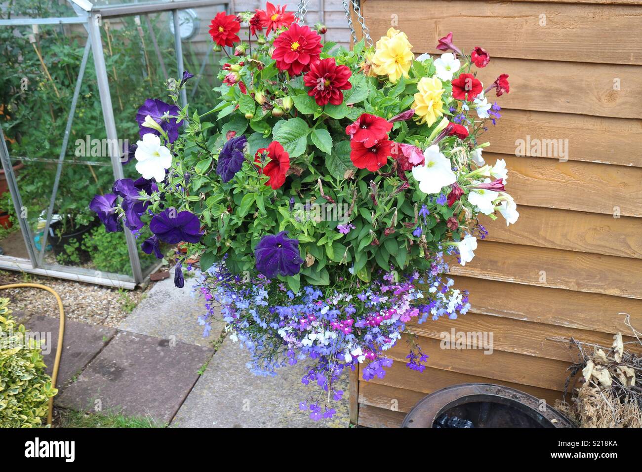 Hanging basket surfinias hires stock photography and images Alamy