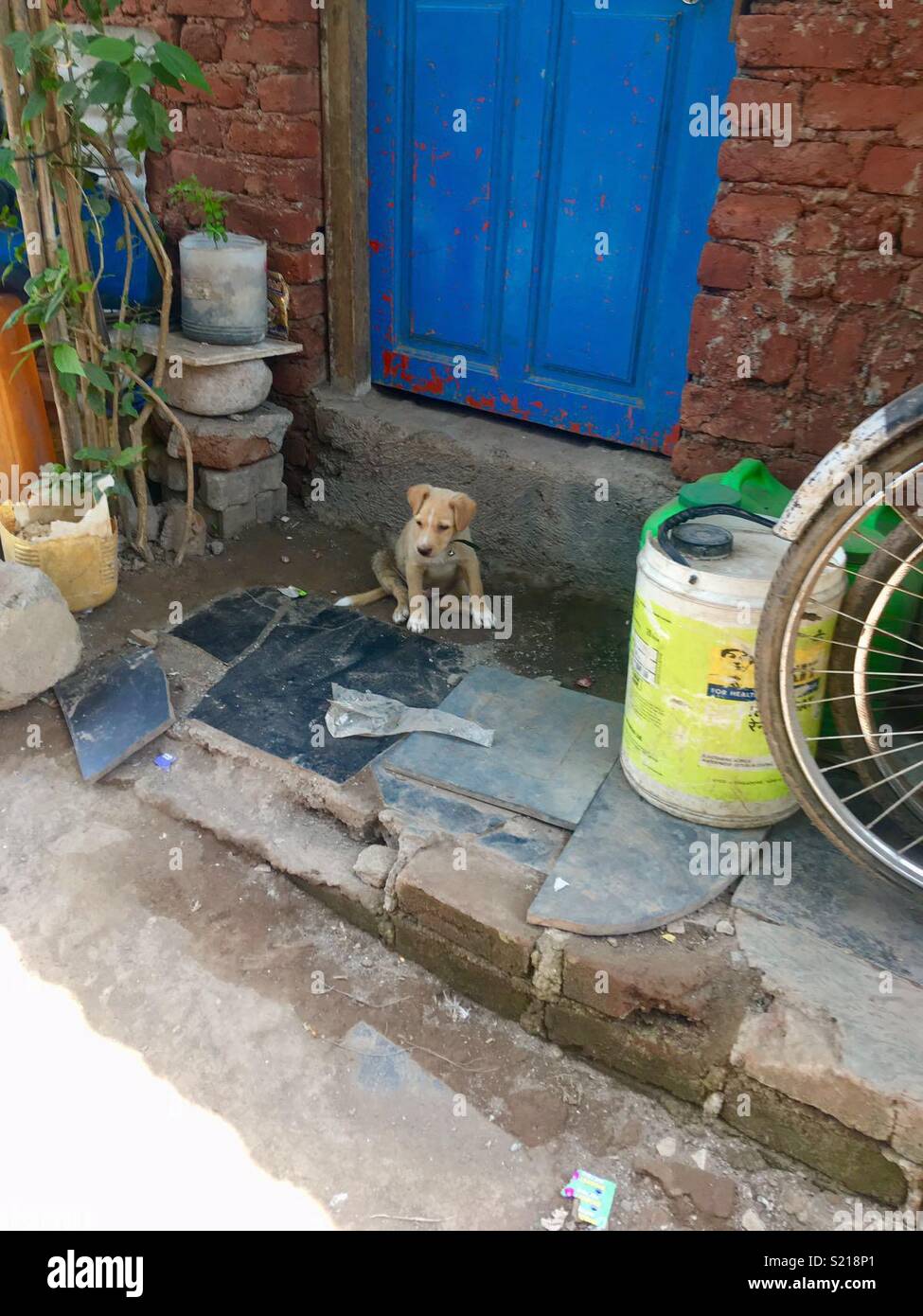 Puppy, link road slum, Borivali, Mumbai, Maharashtra, India Stock Photo