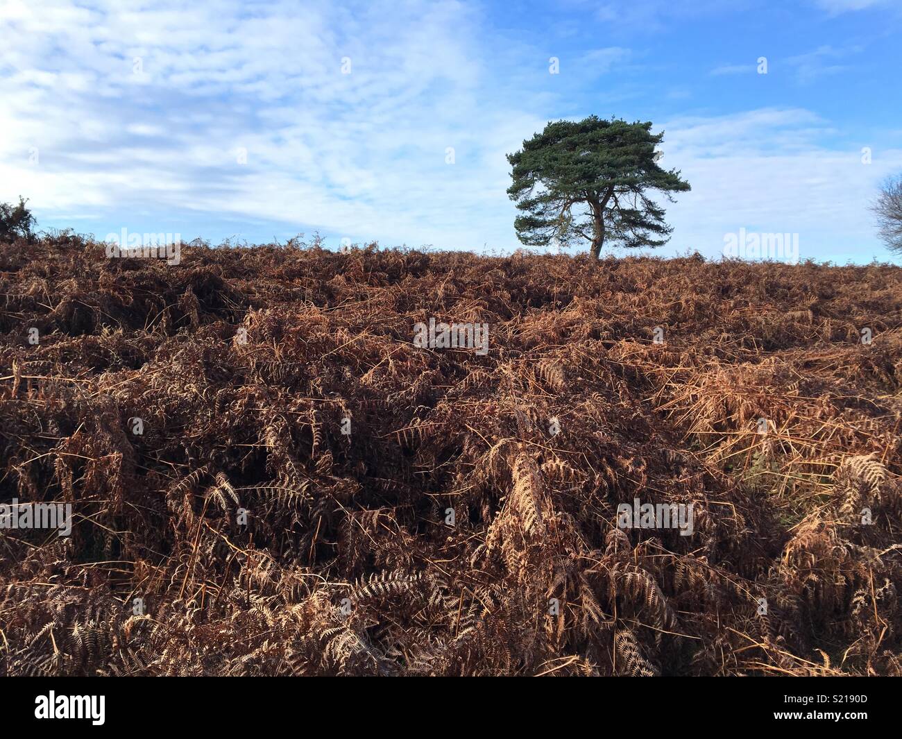 New forest landscape hi-res stock photography and images - Alamy