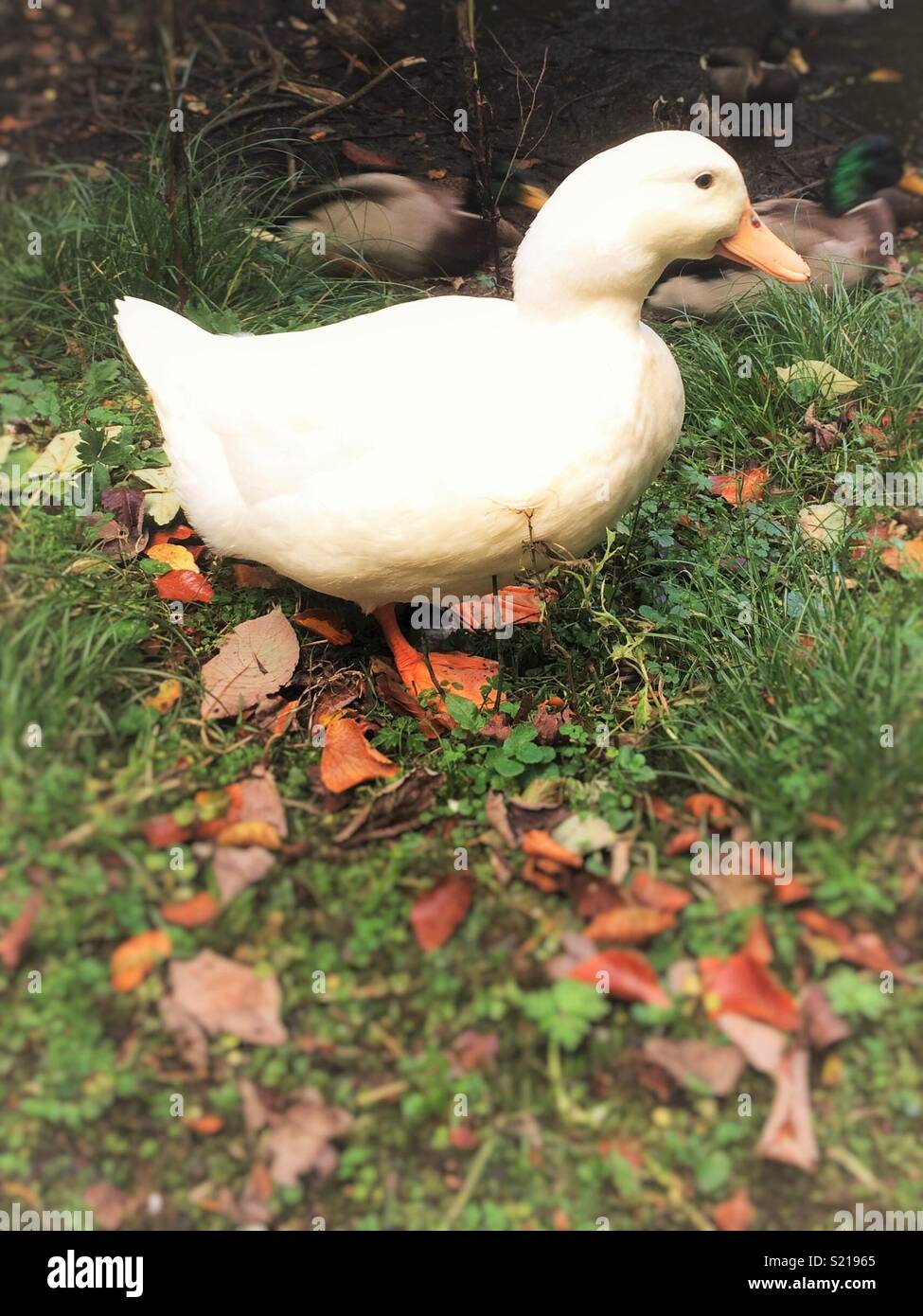 Scottish duck in the fall. Stock Photo