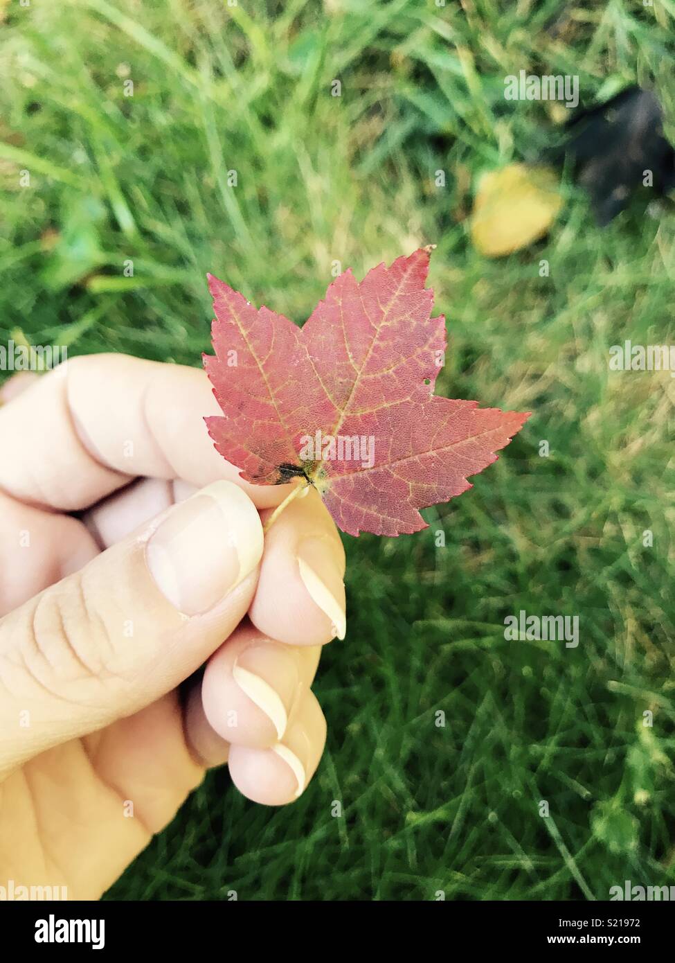 Holding a small maple leaf Stock Photo
